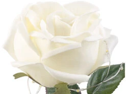 Lunartec LED Rose Im Glas:Edle Kunst-Rose Mit LED-Beleuchtung In Echtglas-Kuppel, Weiß -Lunartec Shop nx9636 4